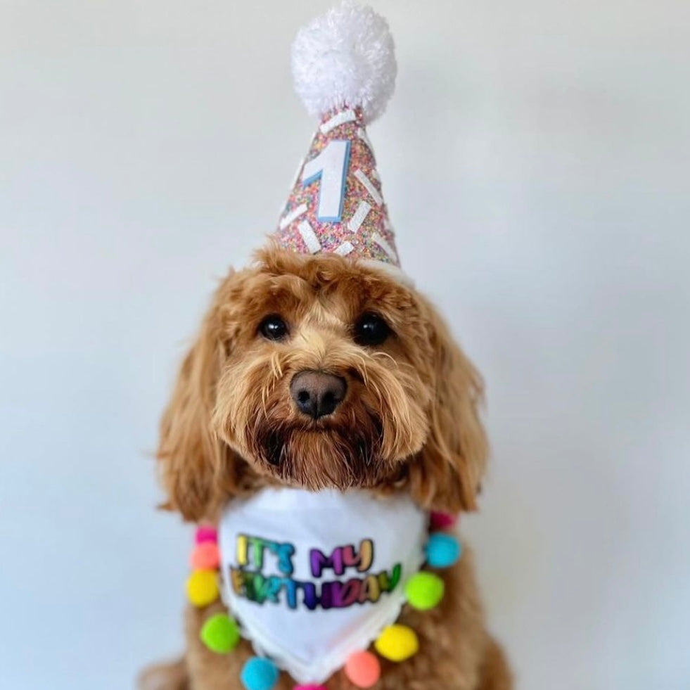 Dog hotsell party hat